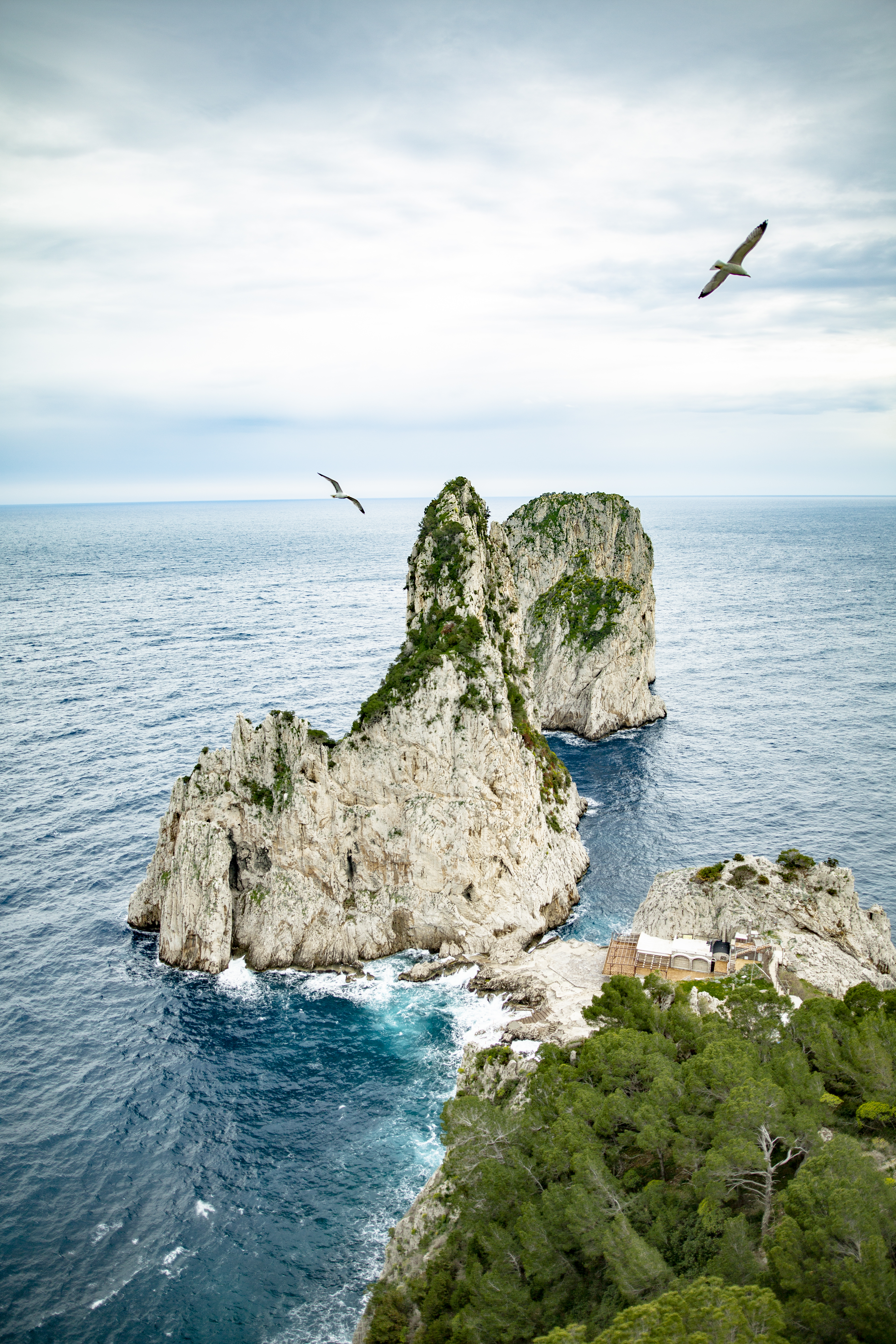 birds over capri